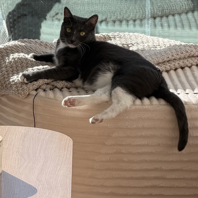Shy And Senior Cat Care Pro