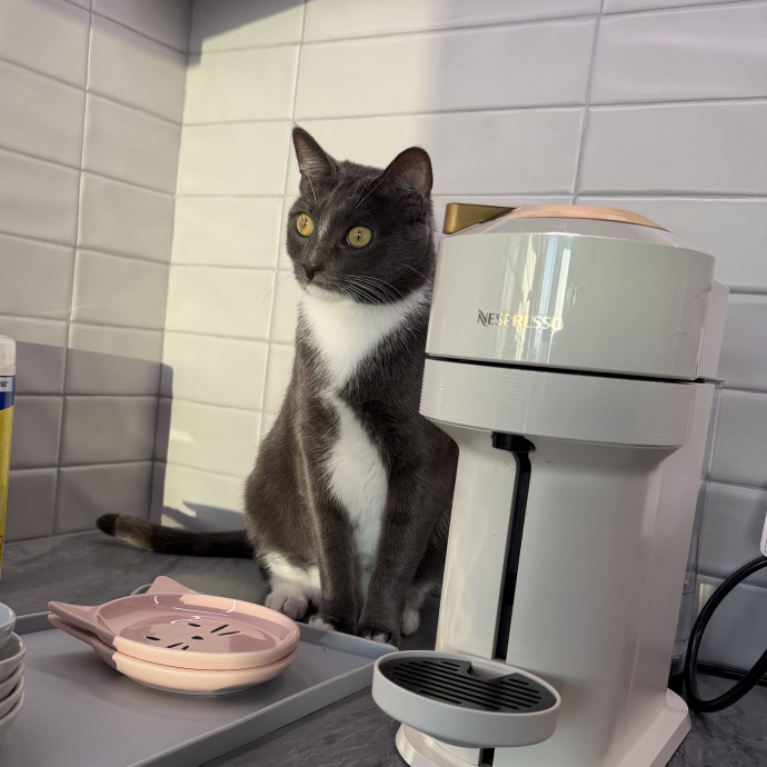 Shy And Senior Cat Care Pro
