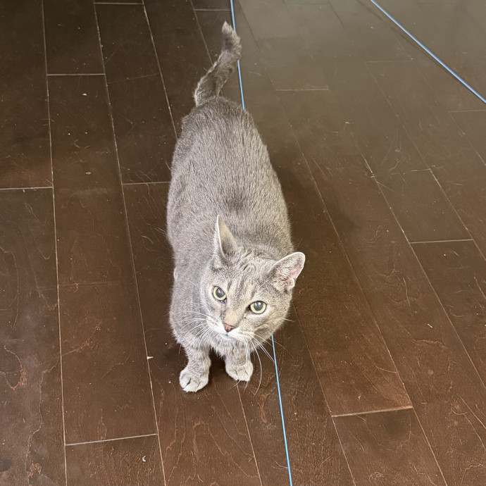 Shy And Senior Cat Care Pro
