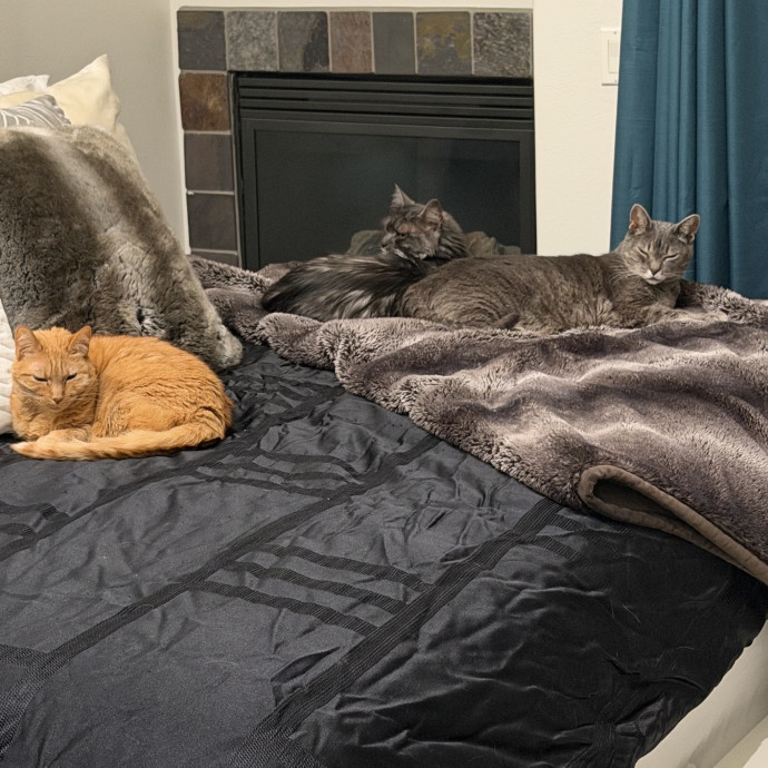Shy And Senior Cat Care Pro