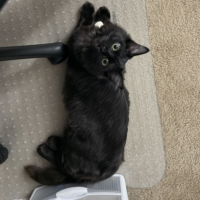 Shy And Senior Cat Care Pro photo 2