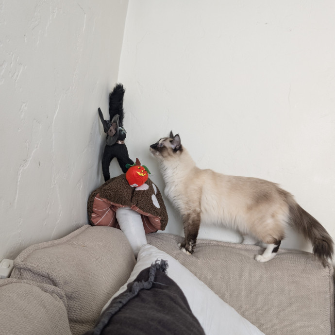 Cat Care Tailored Just For Your Babies