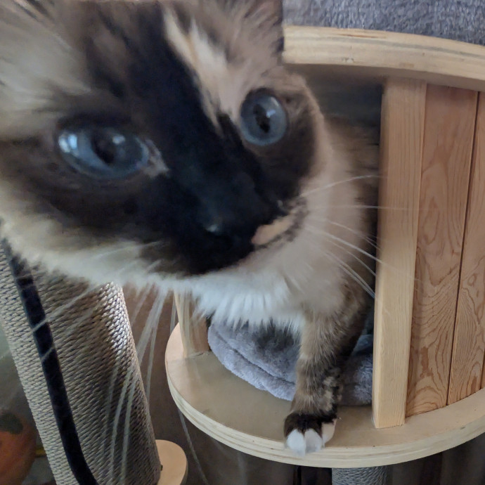 Cat Care Tailored Just For Your Babies photo 3