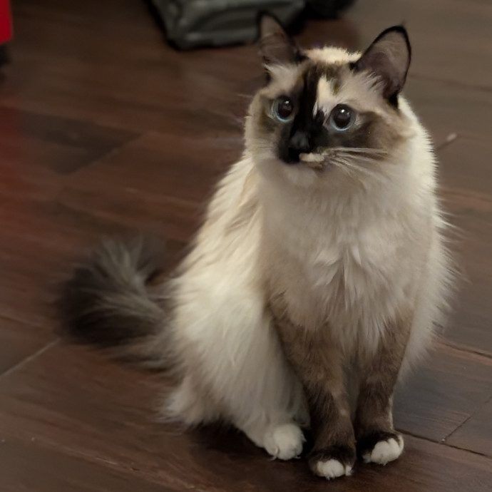Cat Care Tailored Just For Your Babies photo 2