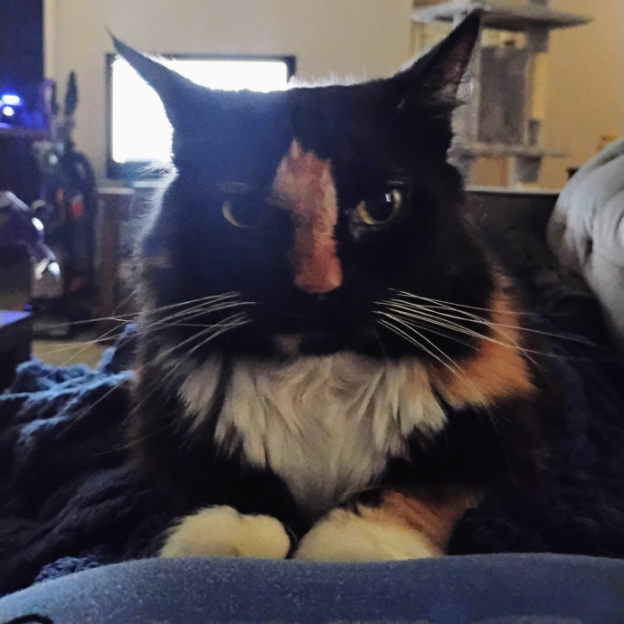 Cats Are My Best Friends And Companions