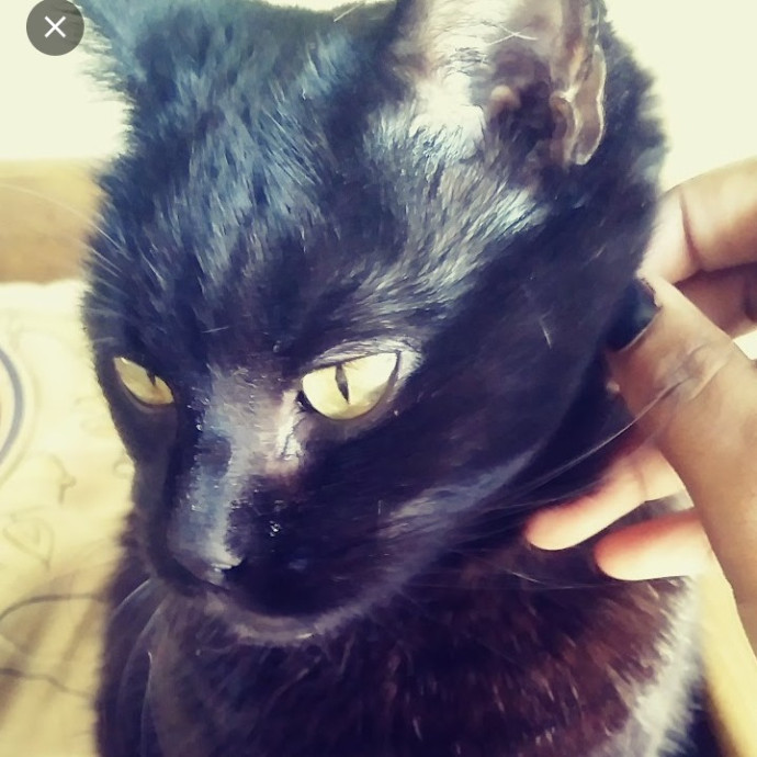 Cats Are My Best Friends And Companions