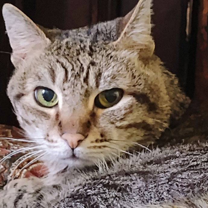 Cats Are My Best Friends And Companions photo 2