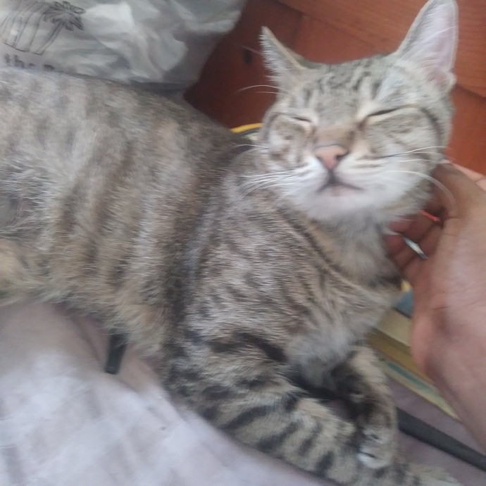 Cats Are My Best Friends And Companions photo 2
