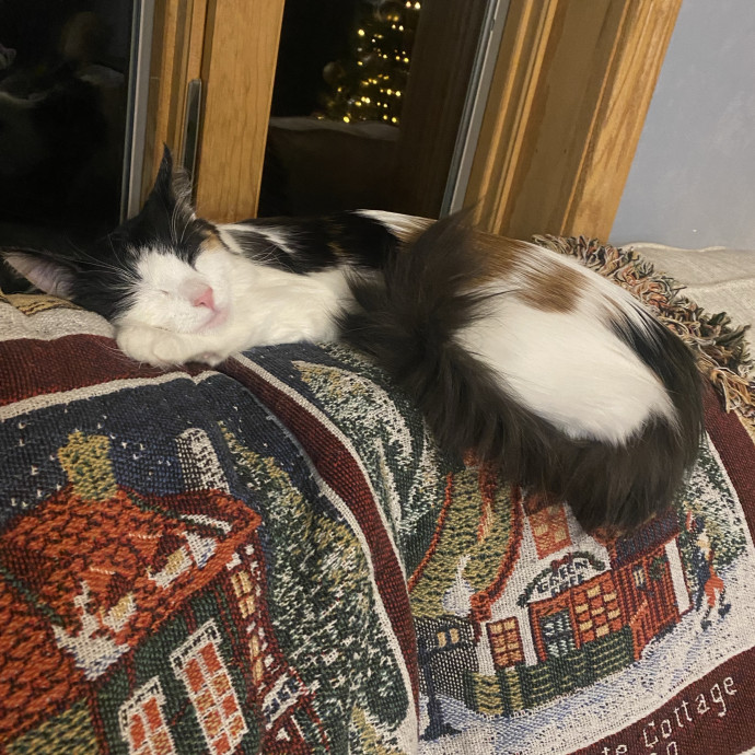 Reliable Cat Sitter photo 3