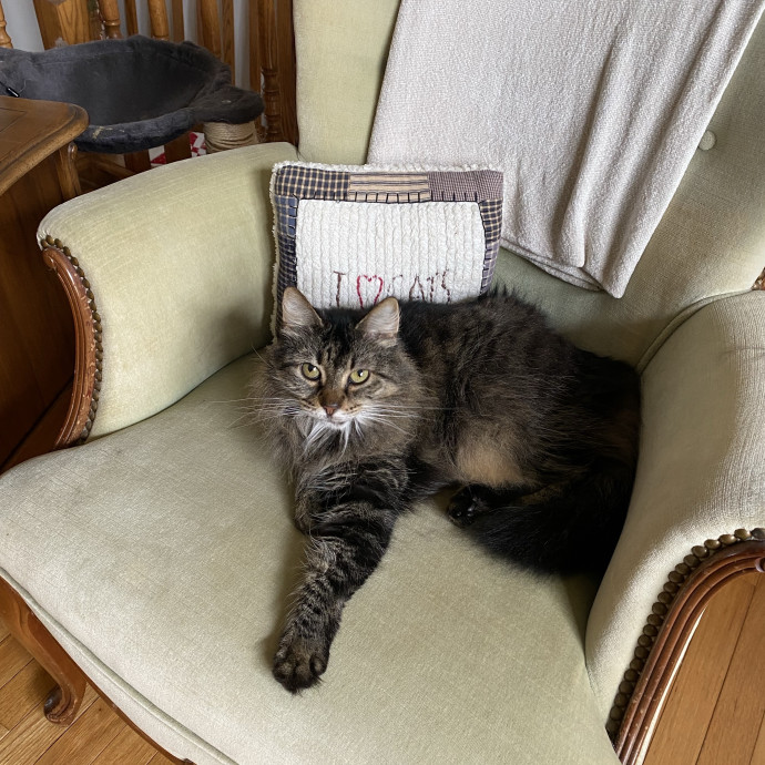 Reliable Cat Sitter photo 2