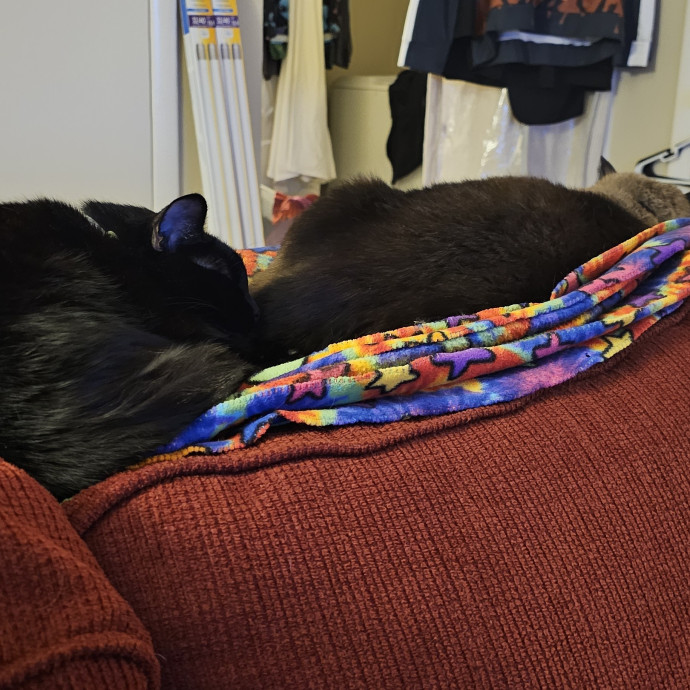 Whisker Watch