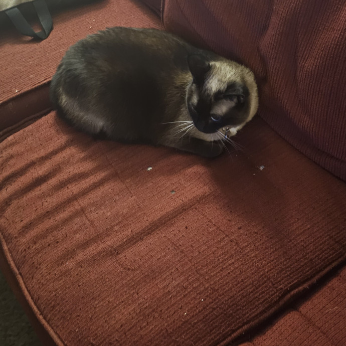 Whisker Watch
