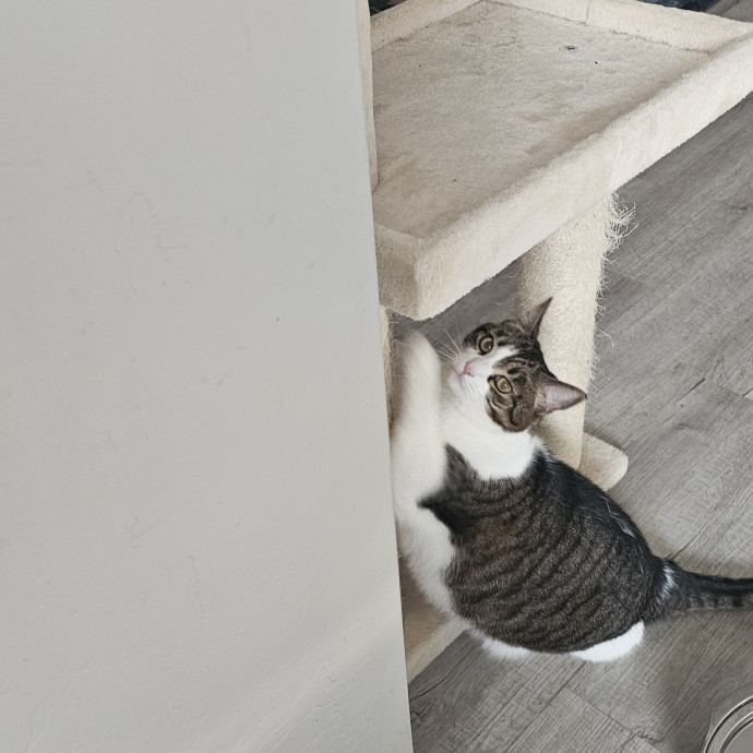Whisker Watch