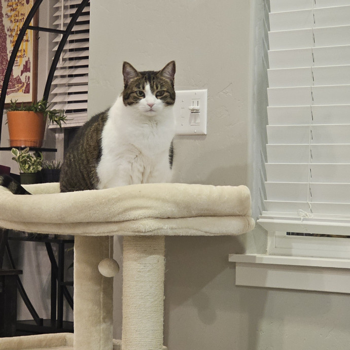 Whisker Watch