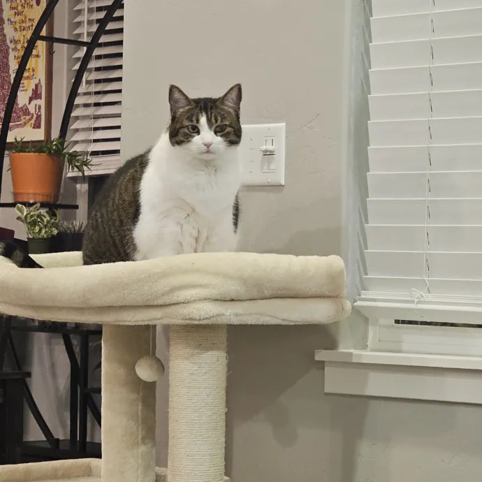 Whisker Watch