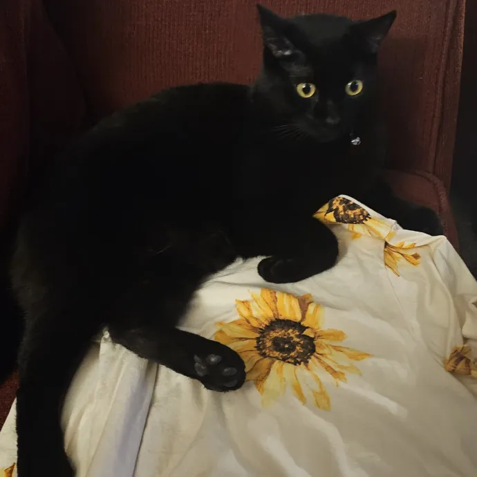 Whisker Watch