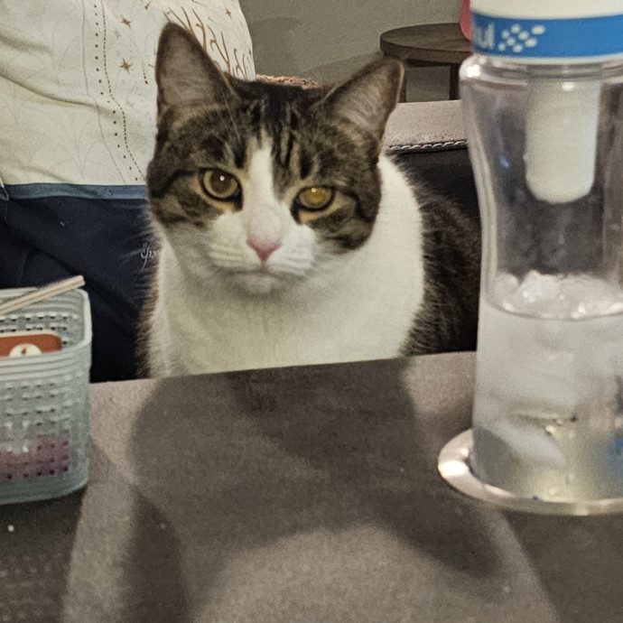 Whisker Watch