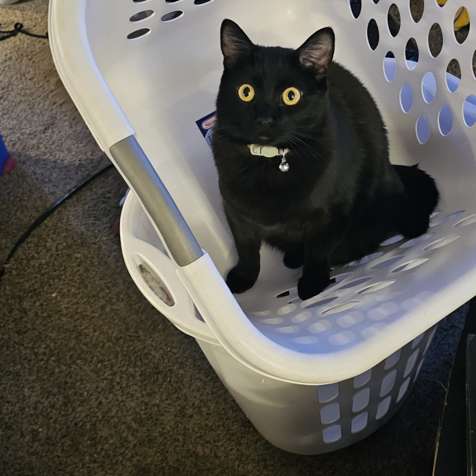 Whisker Watch