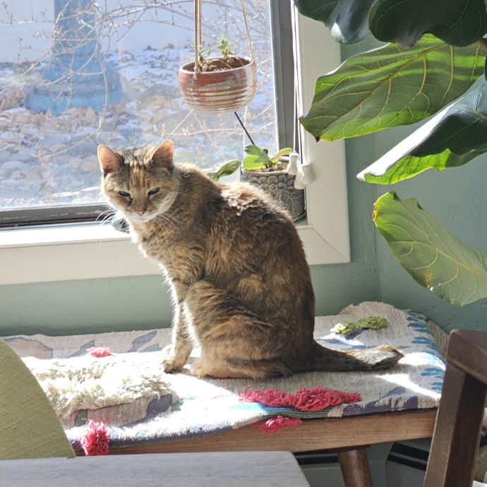 Whisker Watch