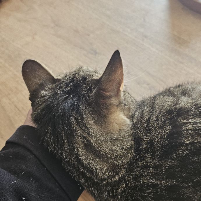 Whisker Watch