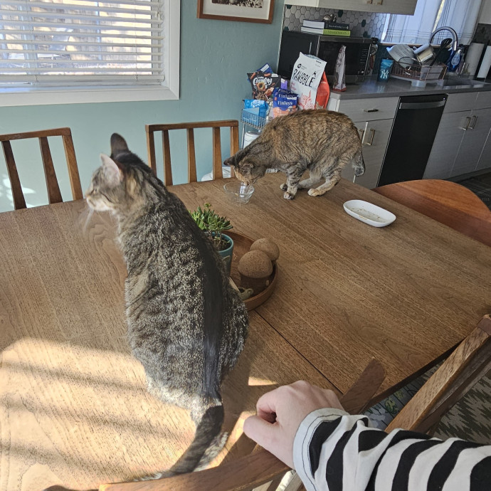 Whisker Watch