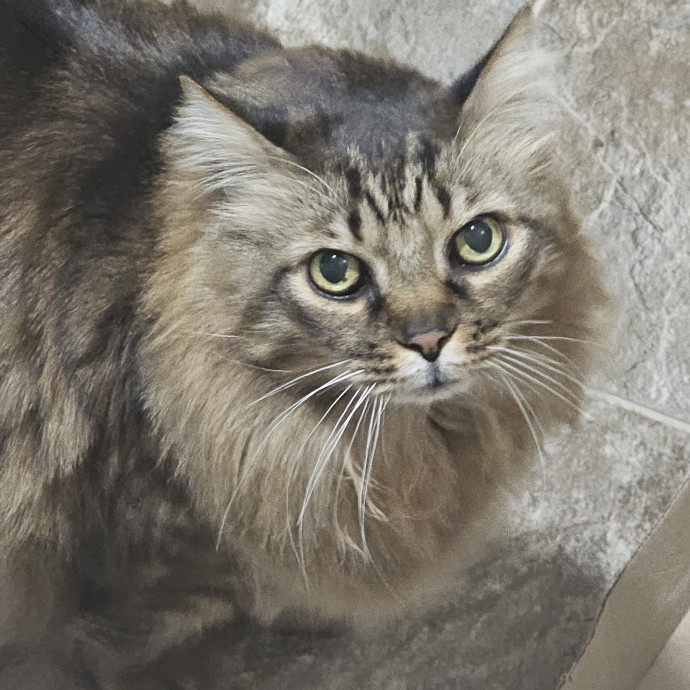 Whisker Watch