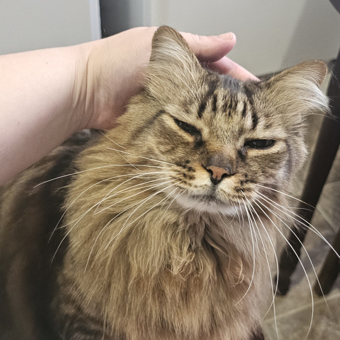 Whisker Watch