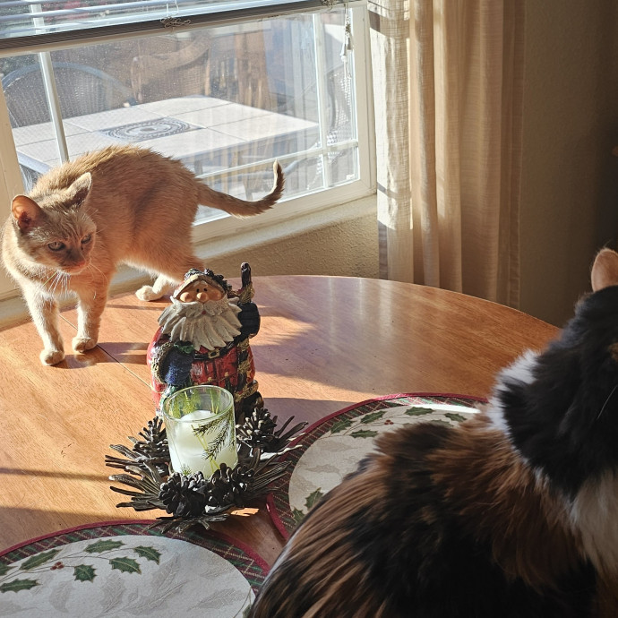 Whisker Watch