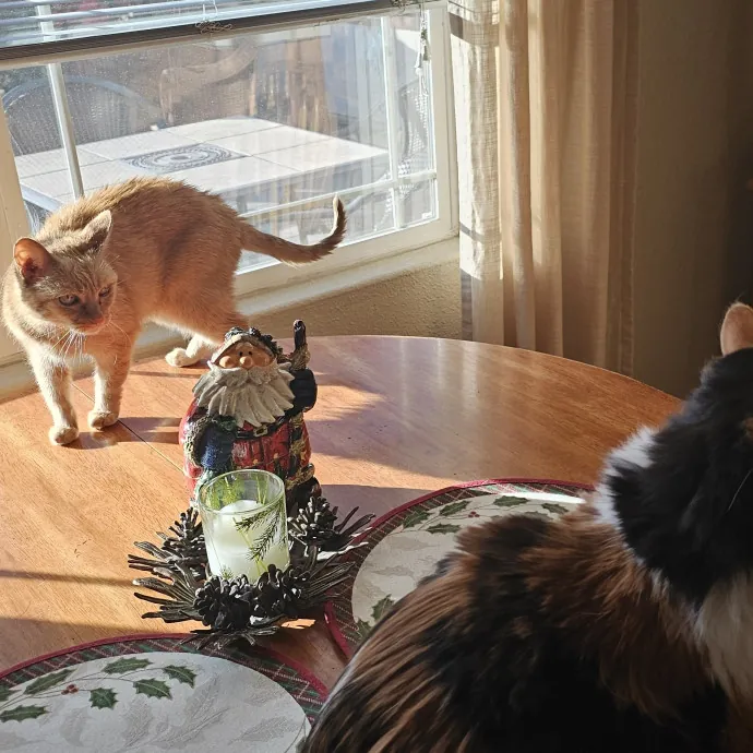 Whisker Watch