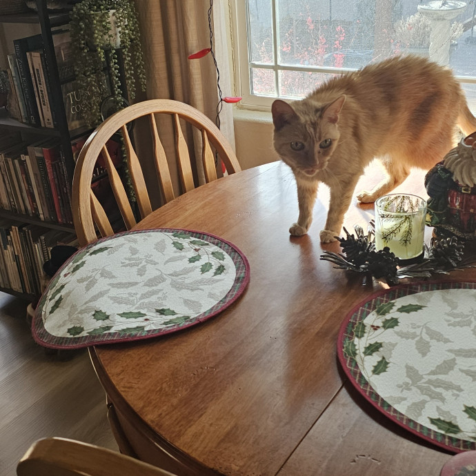Whisker Watch
