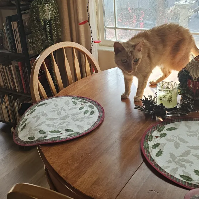 Whisker Watch