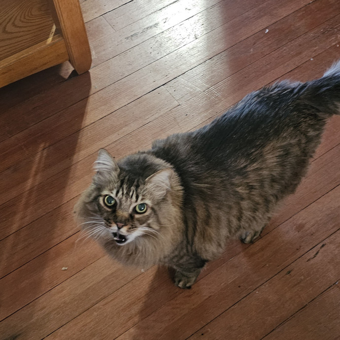 Whisker Watch