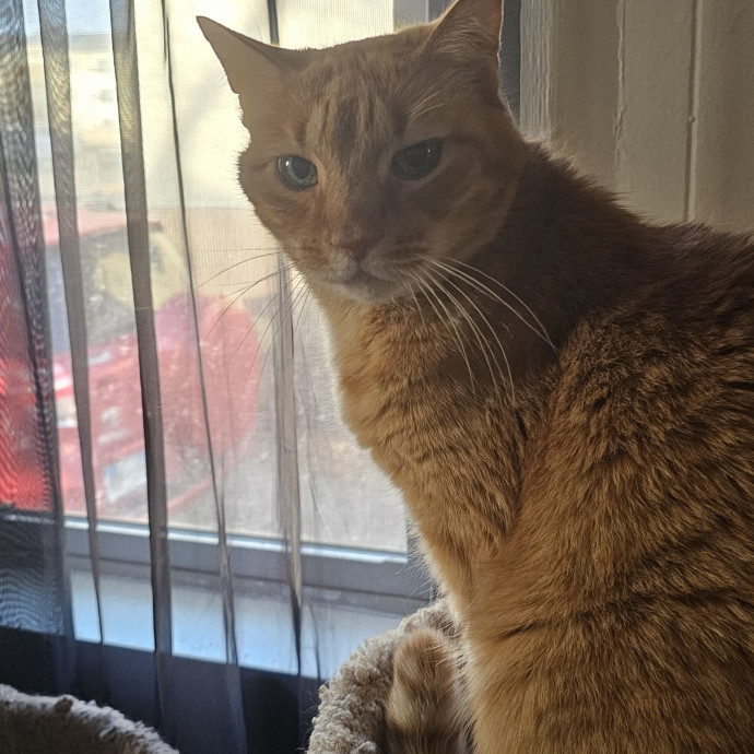Whisker Watch