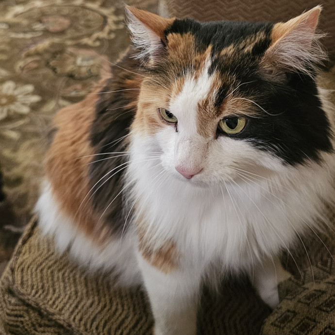 Whisker Watch