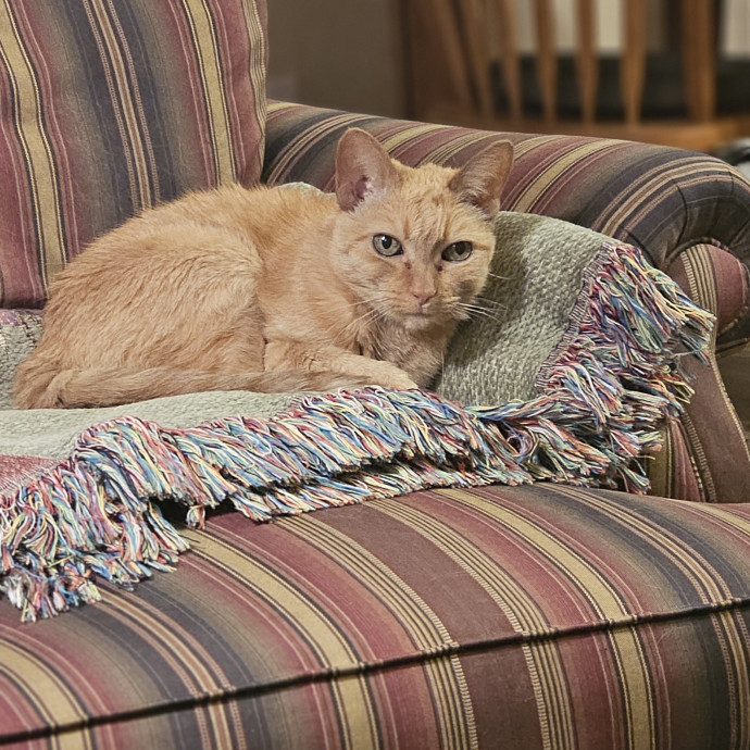 Whisker Watch