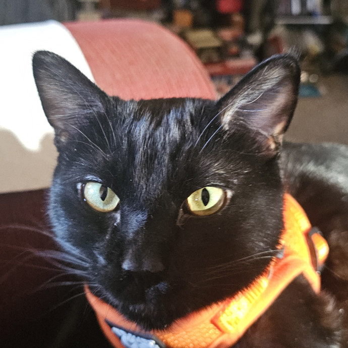 Whisker Watch