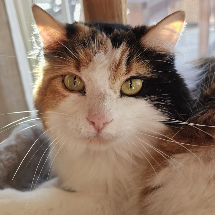 Whisker Watch