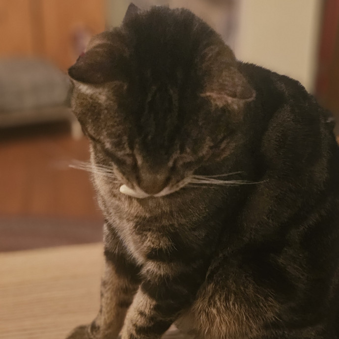 Whisker Watch