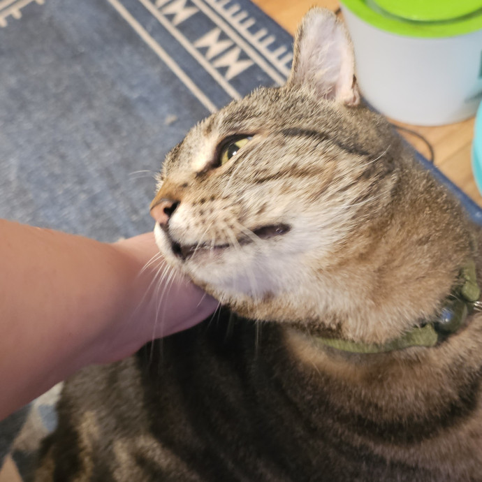 Whisker Watch