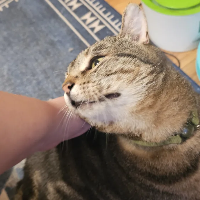 Whisker Watch
