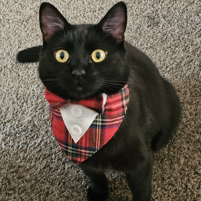 Whisker Watch