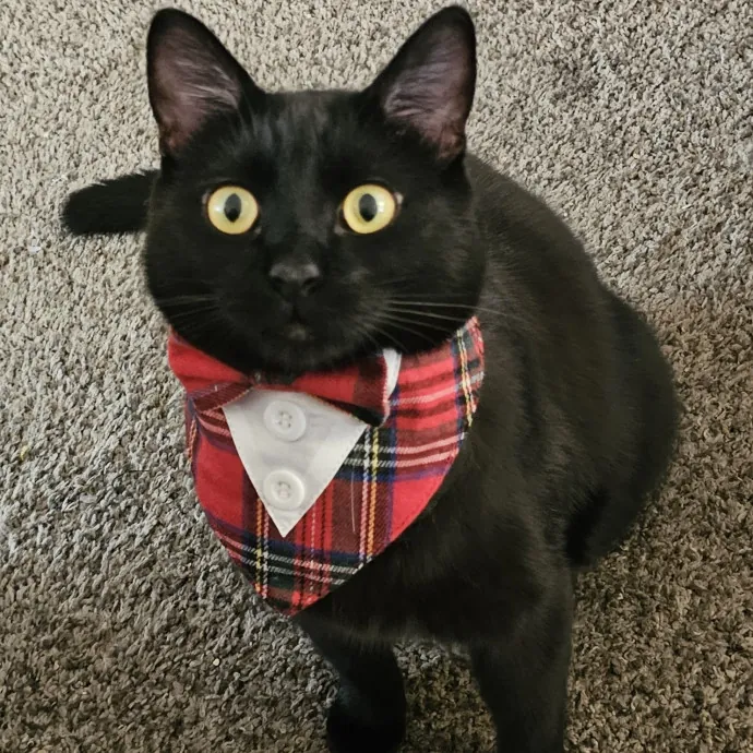 Whisker Watch