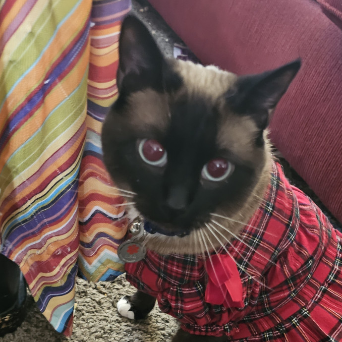Whisker Watch
