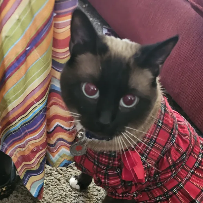 Whisker Watch