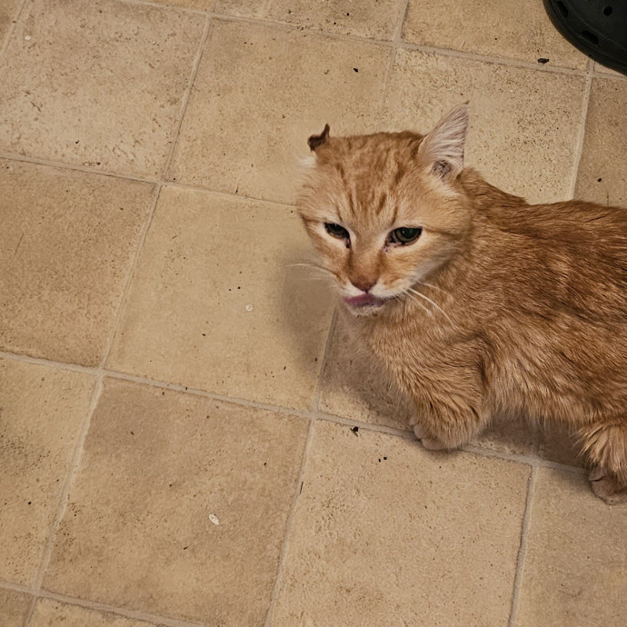 Whisker Watch