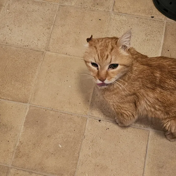 Whisker Watch