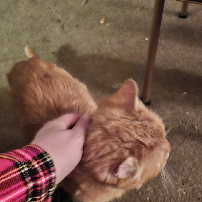 Whisker Watch