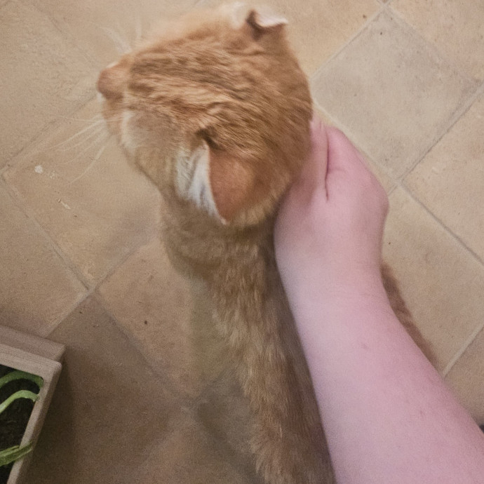 Whisker Watch