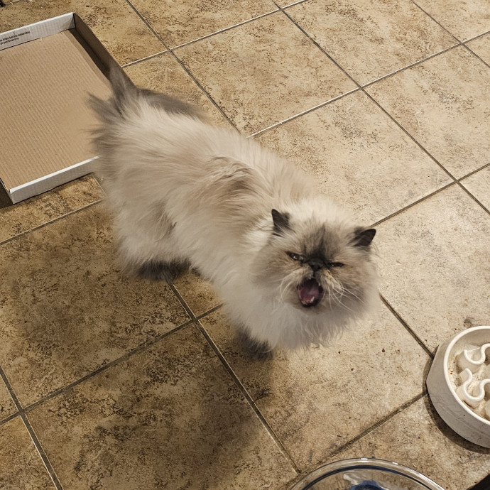 Whisker Watch