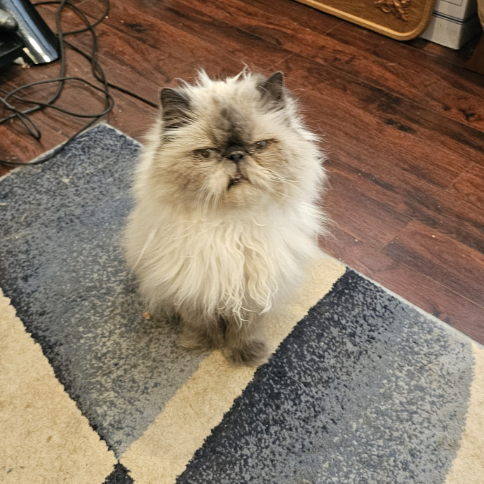 Whisker Watch
